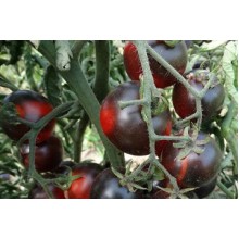 Редкие сорта томатов Блюз Фарингейту